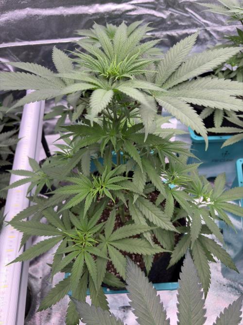 Truffle Jordan. Week 8