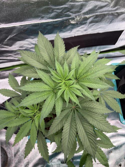 Straw-Lectric Lemonade. Week 8