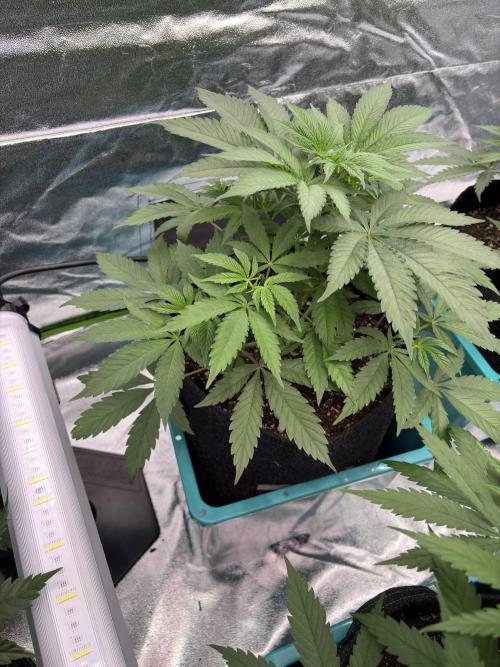 Straw-Lectric Lemonade. Week 8