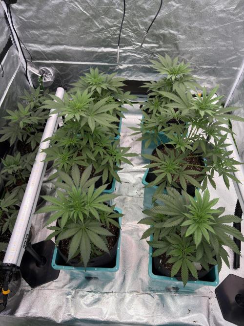 Straw-Lectric Lemonade. Week 8