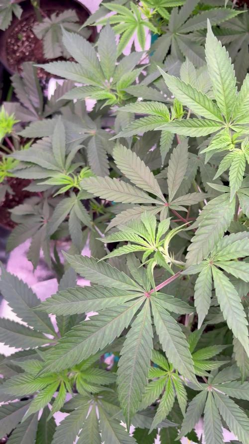 Straw-Lectric Lemonade