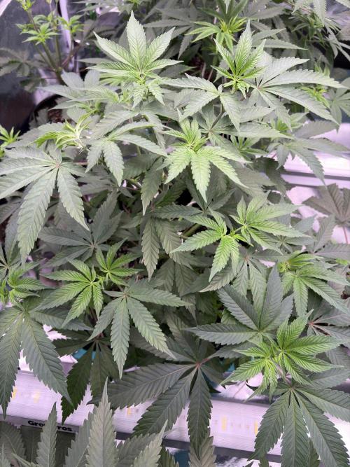 Straw-Lectric Lemonade. Week 9