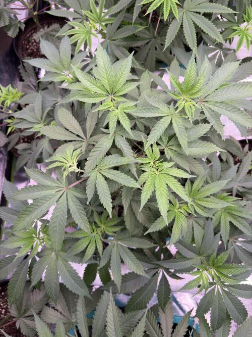 Straw-Lectric Lemonade. Week 9