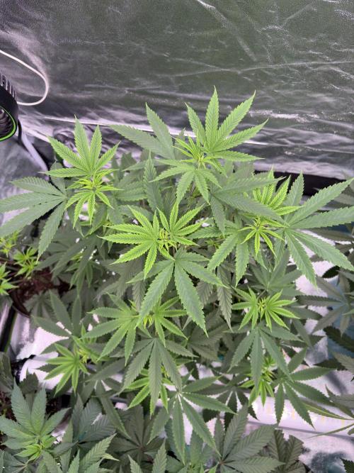 Truffle Jordan. Week 9