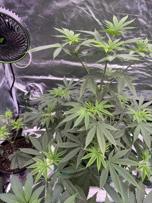 Truffle Jordan. Week 9