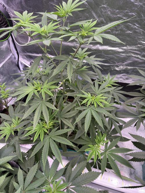 Truffle Jordan. Week 9