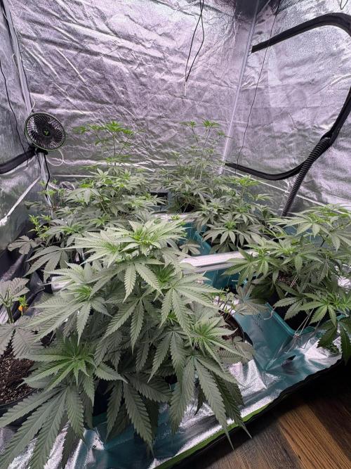 Truffle Jordan. Week 9