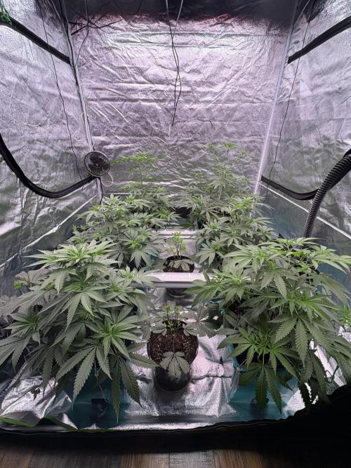 Truffle Jordan. Week 9