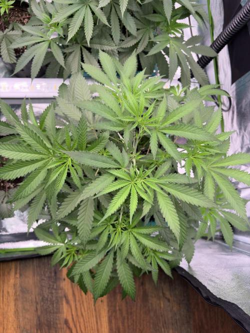 Lemon Cherry Gelato. Week 9