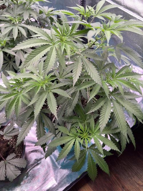 Lemon Cherry Gelato. Week 9