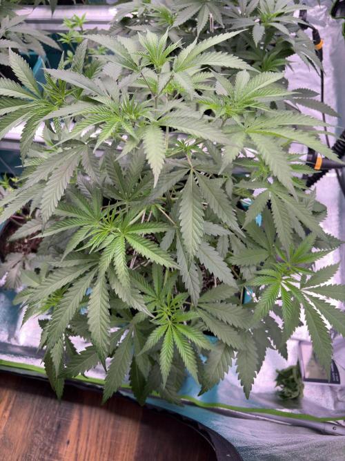 Lemon Cherry Gelato. Week 9