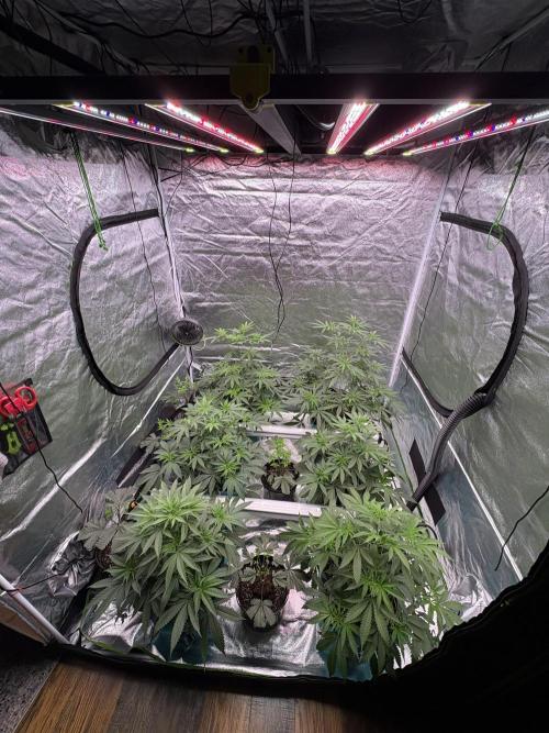 Lemon Cherry Gelato. Week 9