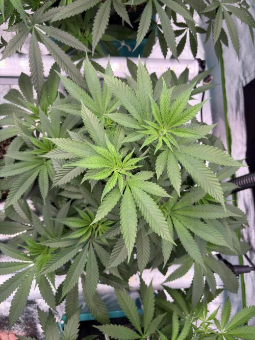 Wedding Gelato. Week 9