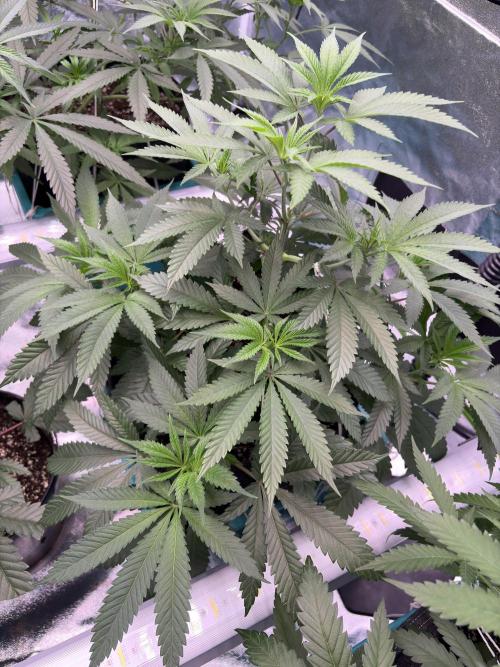 Wedding Gelato. Week 9