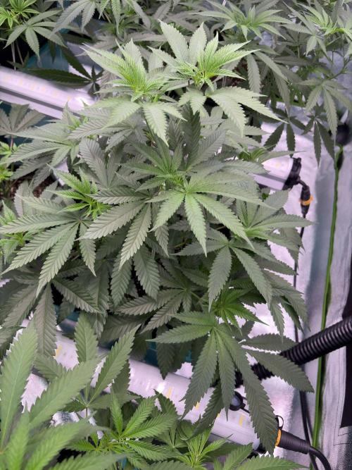 Wedding Gelato. Week 9