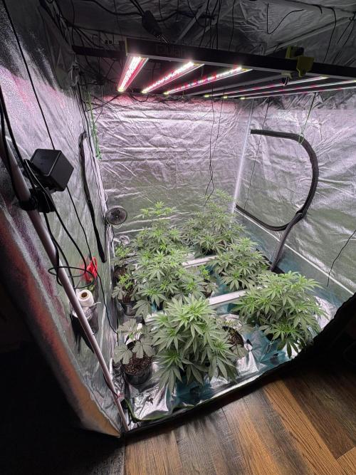 Wedding Gelato. Week 9