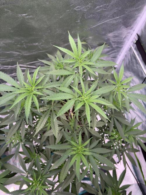 Black Sugar 2.0. Week 9