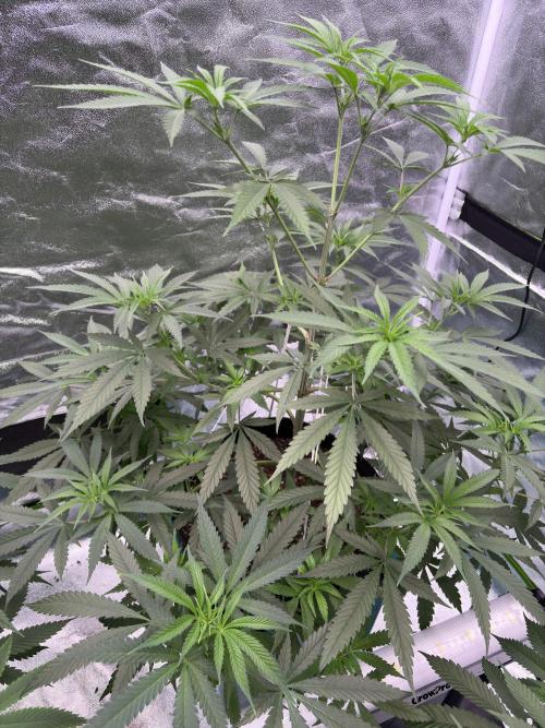 Black Sugar 2.0. Week 9