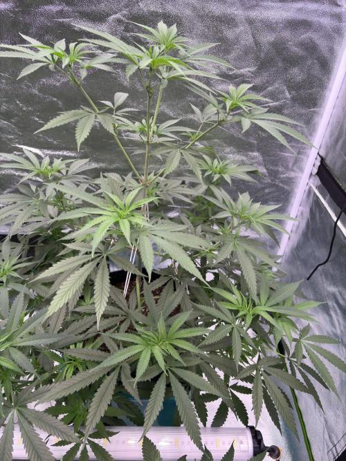 Black Sugar 2.0. Week 9