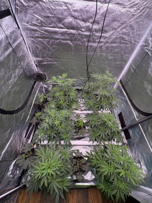 Black Sugar 2.0. Week 9