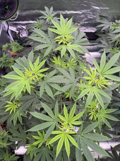 Truffle Jordan. Week 10