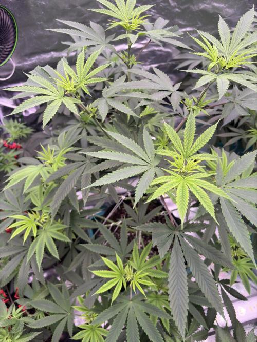 Truffle Jordan. Week 10