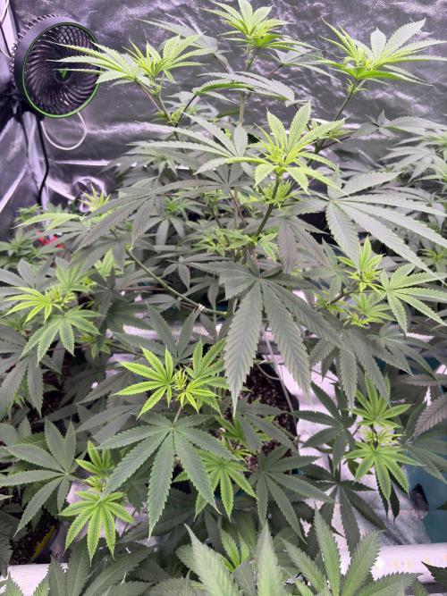 Truffle Jordan. Week 10