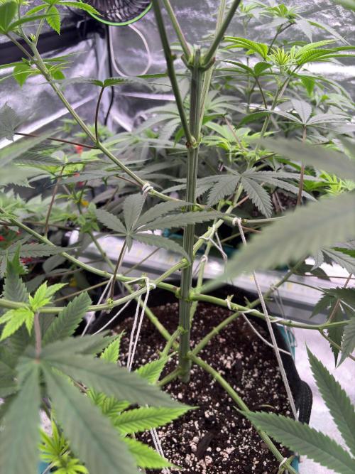 Truffle Jordan. Week 10