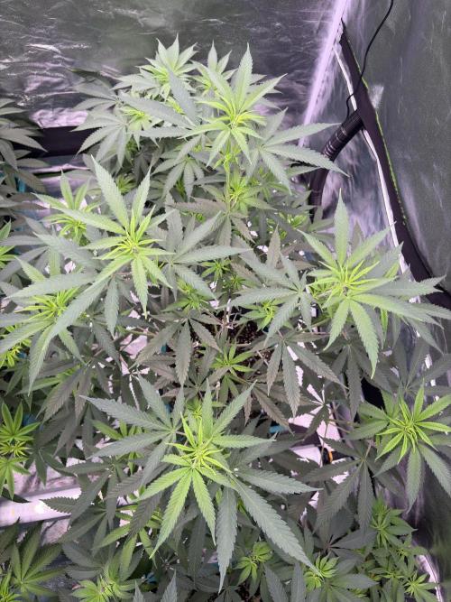 Black Sugar 2.0. Week 10