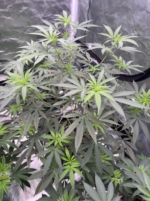 Black Sugar 2.0. Week 10