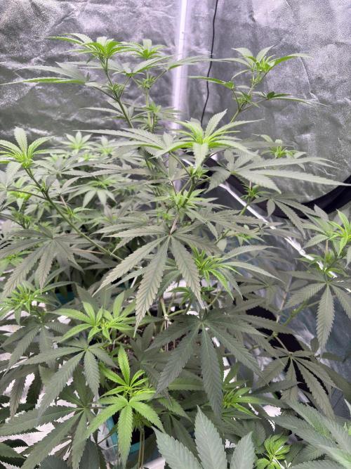 Black Sugar 2.0. Week 10