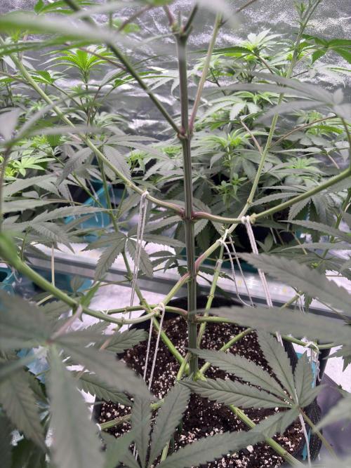 Black Sugar 2.0. Week 10