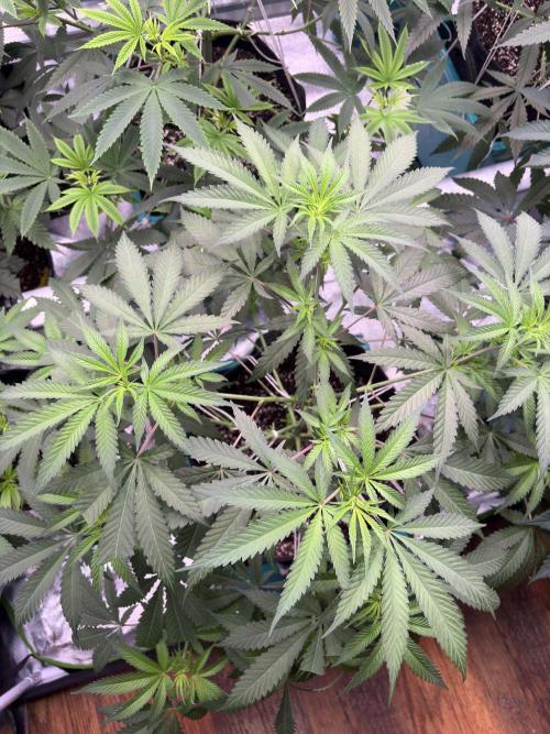 Lemon Cherry Gelato. Week 10