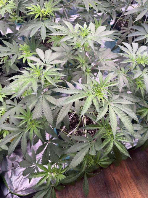 Lemon Cherry Gelato. Week 10