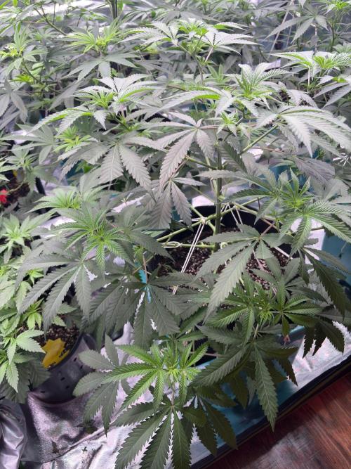 Lemon Cherry Gelato. Week 10