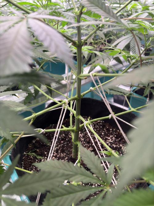 Lemon Cherry Gelato. Week 10