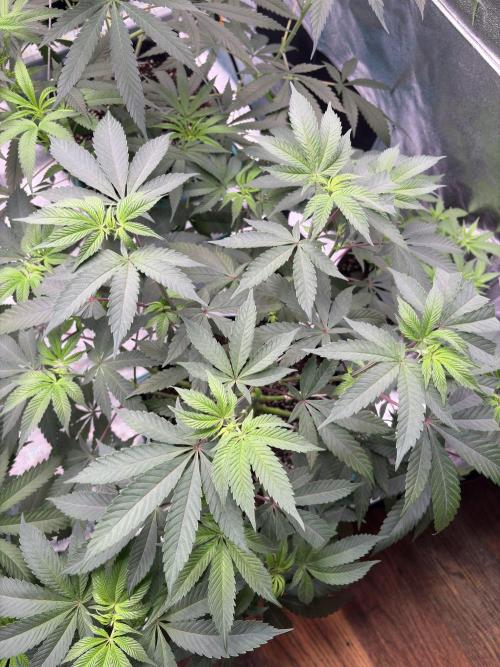 Straw-Lectric Lemonade. Week 10