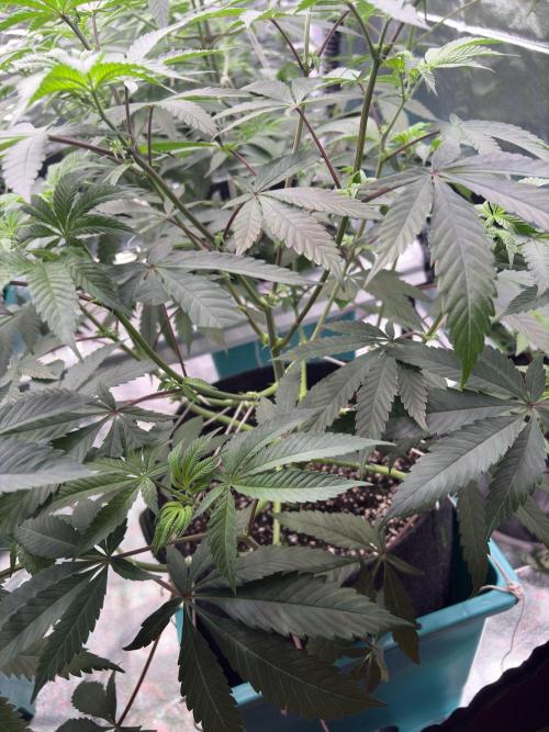 Straw-Lectric Lemonade. Week 10