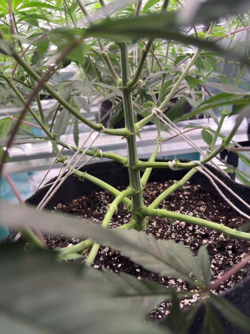 Straw-Lectric Lemonade. Week 10