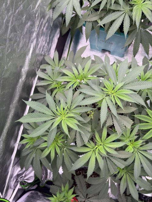 Wedding Gelato. Week 10