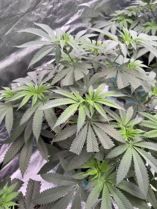 Wedding Gelato. Week 10