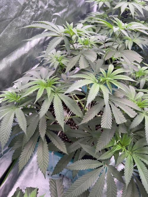 Wedding Gelato. Week 10