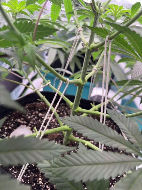 Wedding Gelato. Week 10