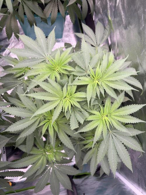 Slurricaine. Week 10