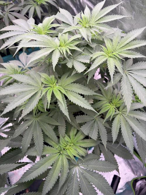 Slurricaine. Week 10