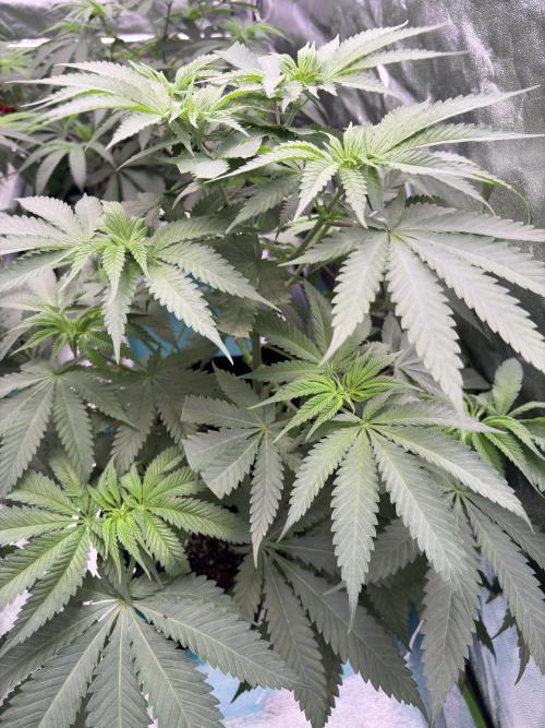 Slurricaine. Week 10