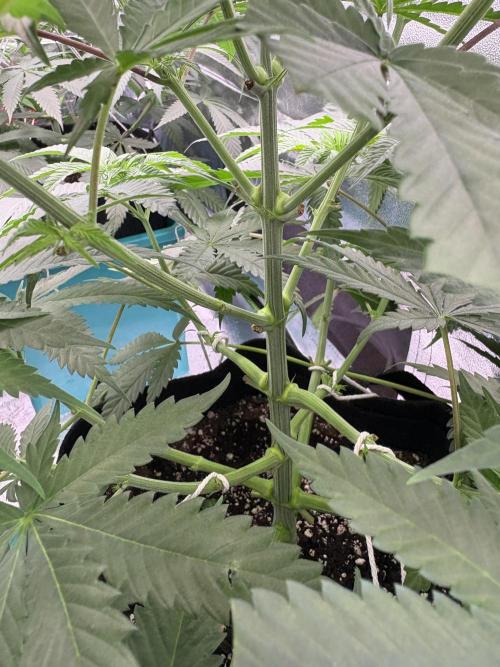 Slurricaine. Week 10