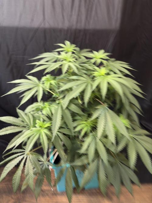 Slurricaine. Week 11