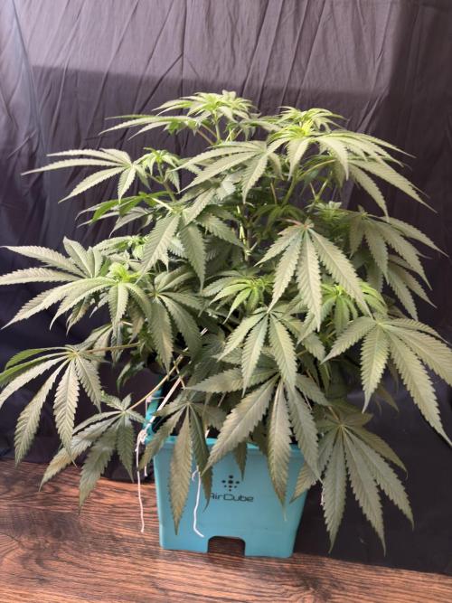 Slurricaine. Week 11