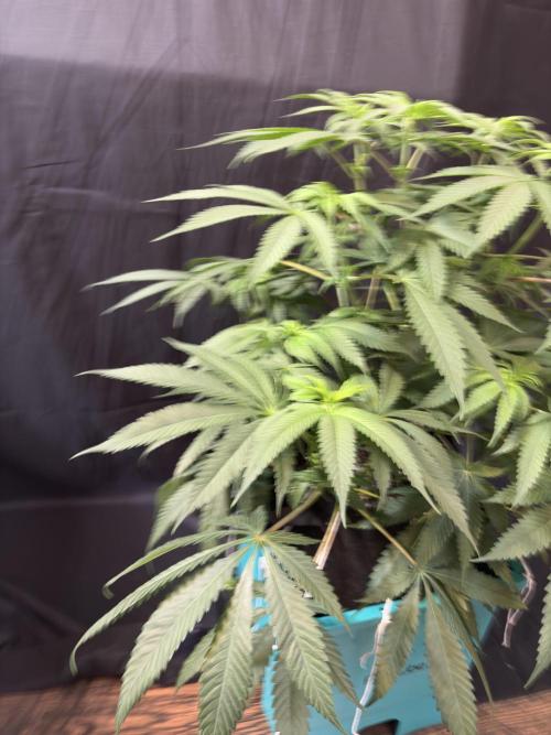 Slurricaine. Week 11